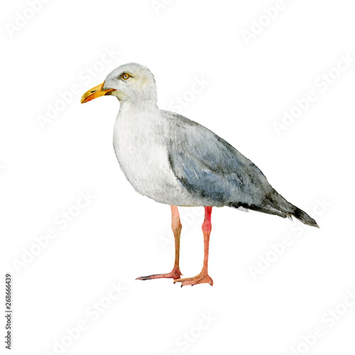 Seagull realistic watercolor