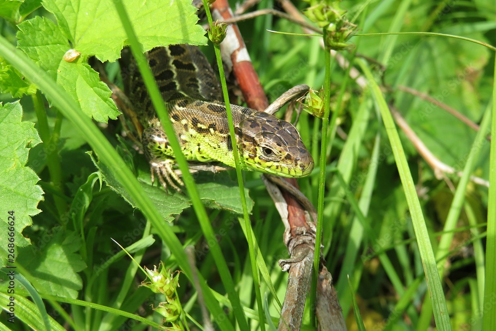 Naklejka premium European lizard in the garden, closeup