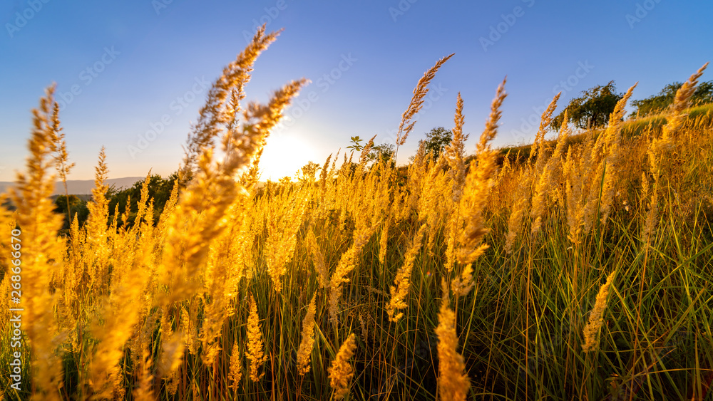 Φωτογραφία Goden summer sunset nature trees
