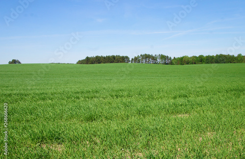 Summer green grass and agricultural field with plants in the sun. Background for graphic design of agro booklet.