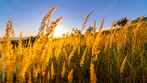 Slika na platnu Goden summer sunset nature trees