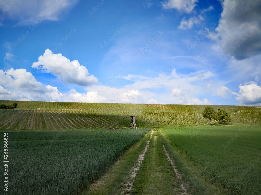 Obraz premium Feldweg durch Wiesen und Weinberge
