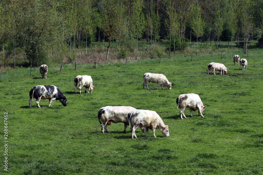 Des vaches et des bœufs Des vaches et des bœufs