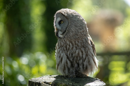 Wallpaper Mural Grey owl on a tree stump. Torontodigital.ca