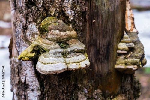 An old stump, infected by fungal plant pathogen - Polypore fungus. This species infects trees through broken bark, causing rot and continues to live on trees long after they have died, as a decomposer photo