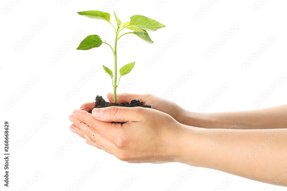 Woman hands holding seedling in black soil, isolated on white background. Environmental protection Woman hands holding seedling in black soil, isolated on white background. Environmental protection
