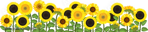 Obraz na plátně Yellow sunflower field isolated on white background