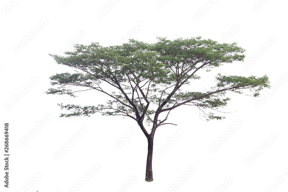 Obraz premium Rain tree isolated on white background. Tree isolated on white background. Clipping path.