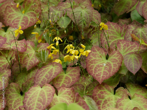 Elfenblumen oder Sockenblumen - Epidemium photo