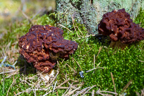 Strochok (Gyromitra) is a genus of marsupial fungi of the family Discinaceae, which is often confused with edible morels (Morchella spp.)