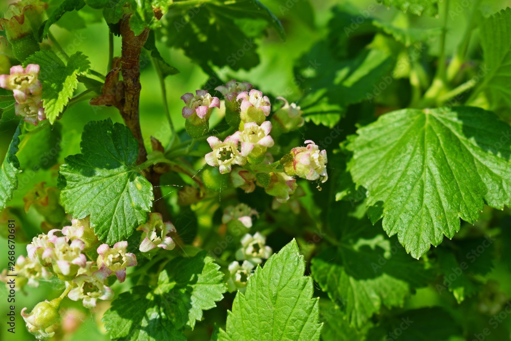 Young black currant leaves in spring.Bushes in the garden. Young black currant leaves in spring.Bushes in the garden.