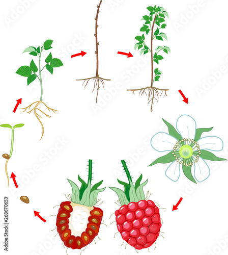Two year life cycle of raspberry isolated on white background. Growth stages from seed to scrub and harvest of red berries isolated on white background