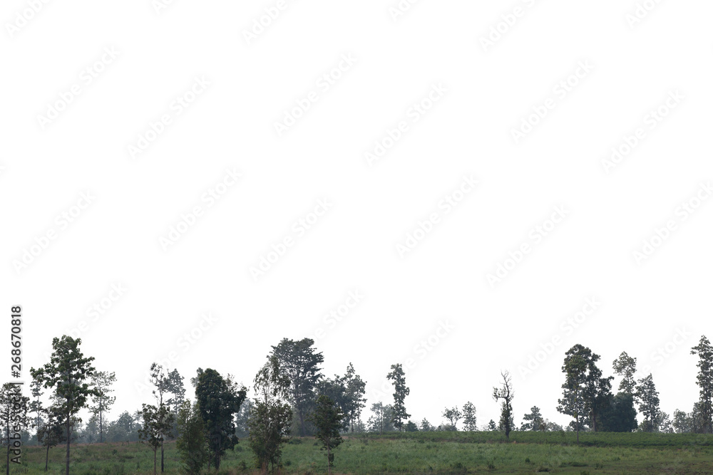 Fototapeta premium Tree isolated on white background.Clipping path.