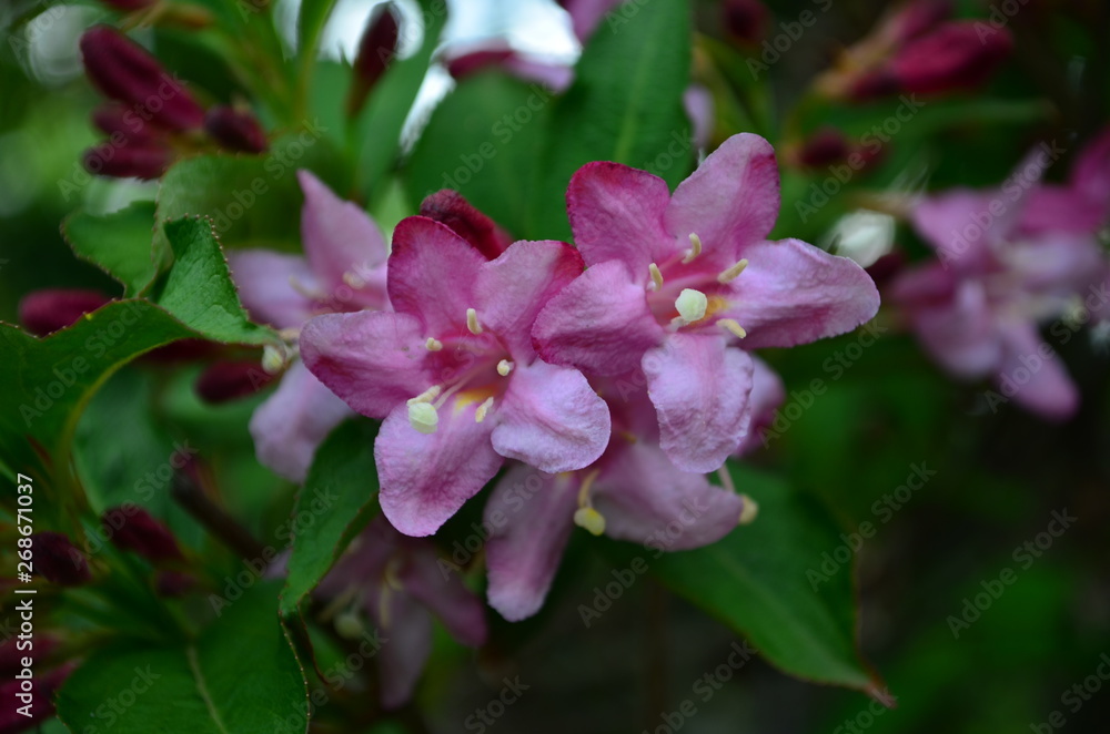 delicate pink flowers of weigela on a bush delicate pink flowers of weigela on a bush