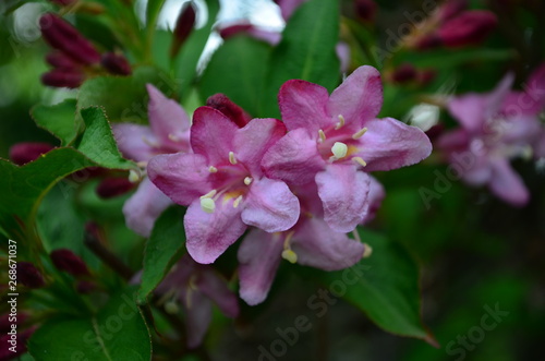 delicate pink flowers of weigela on a bush