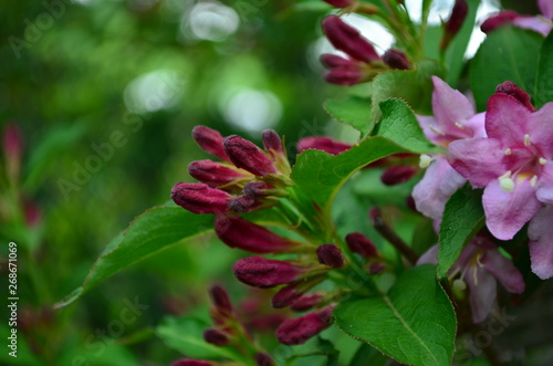 delicate pink flowers of weigela on a bush