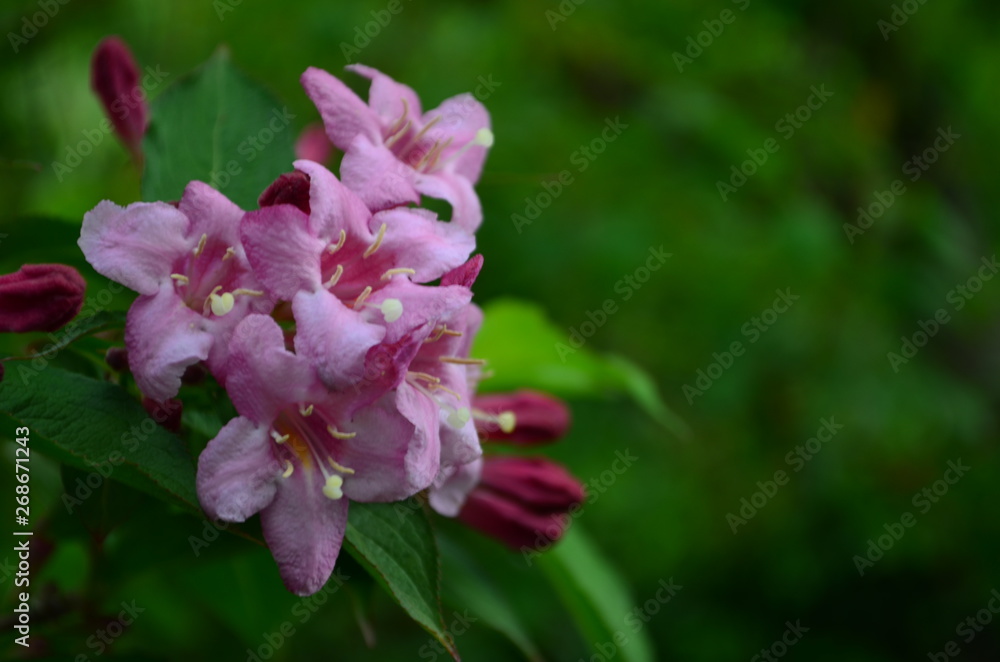 delicate pink flowers of weigela on a bush delicate pink flowers of weigela on a bush