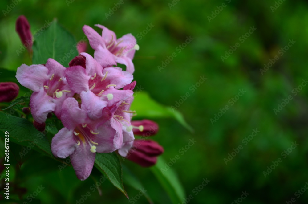 delicate pink flowers of weigela on a bush delicate pink flowers of weigela on a bush