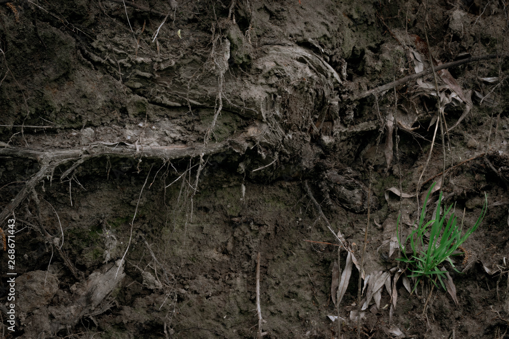 Texture of the roots of an old tree in the ground with green grass and cobwebs. Volume wallpaper Texture of the roots of an old tree in the ground with green grass and cobwebs. Volume wallpaper