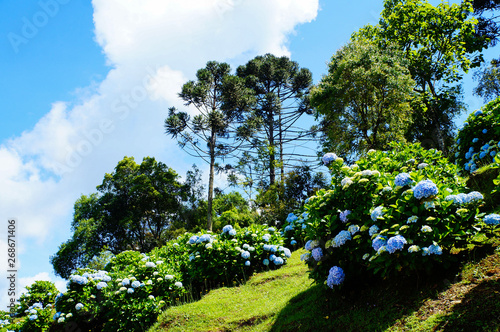 Blue Hydrangea (Hydrangea macrophylla) or Hortensia flower with  Araucaria angustifolia in Gramado, Rio Grande do Sul, Brazil