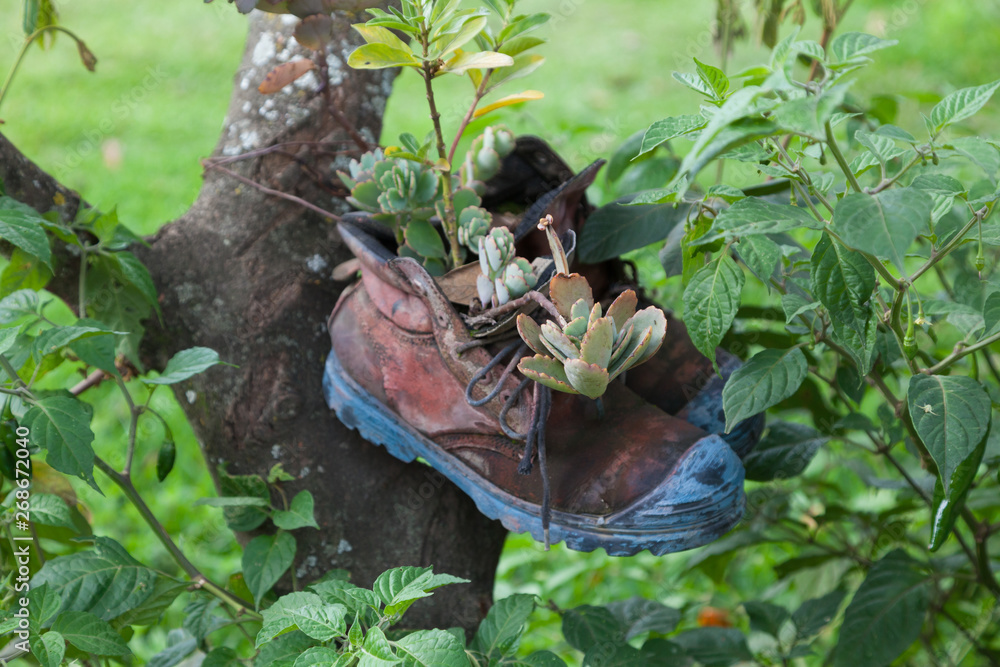chaussure utilisée en pot de fleurs