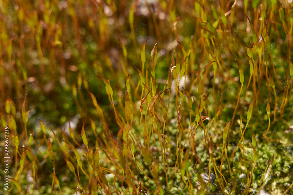 moss moss