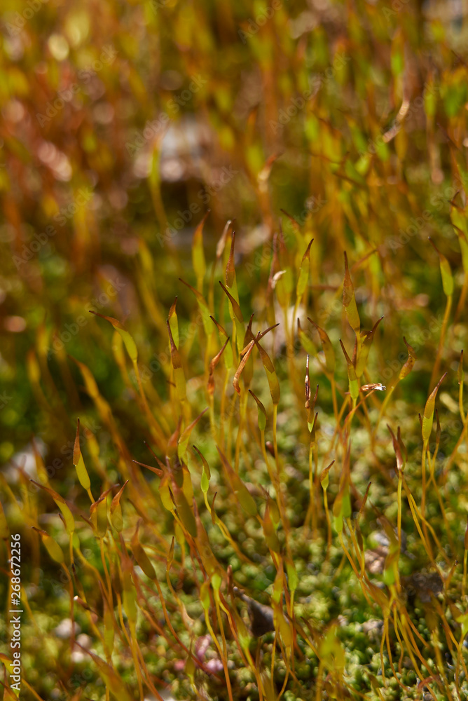 moss moss