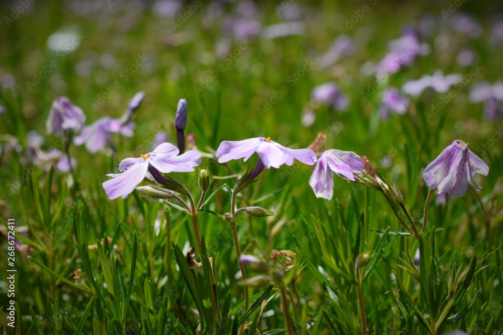 Purple flowers on green background Purple flowers on green background