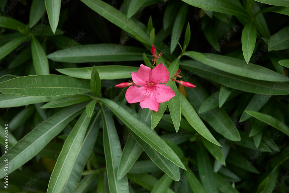 Nerium oleander Nerium oleander