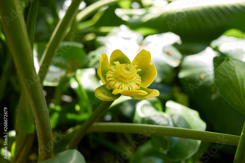 Nuphar advena photo