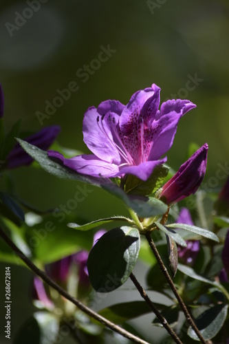 purple flower