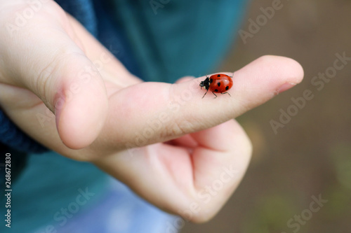 Ladybug on the child's finger