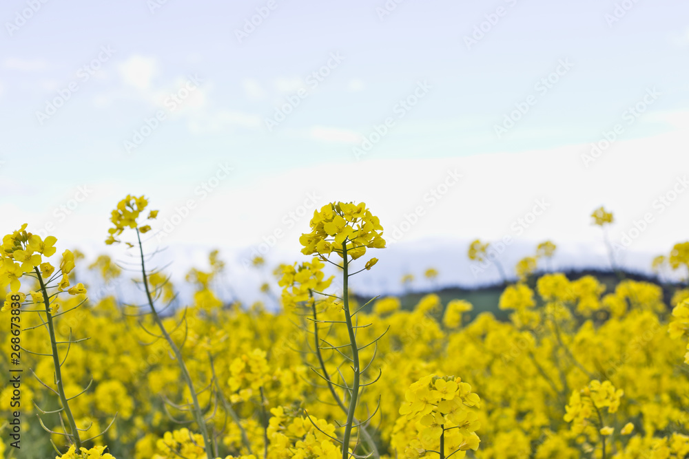 Reeds of yellow blooming raps.