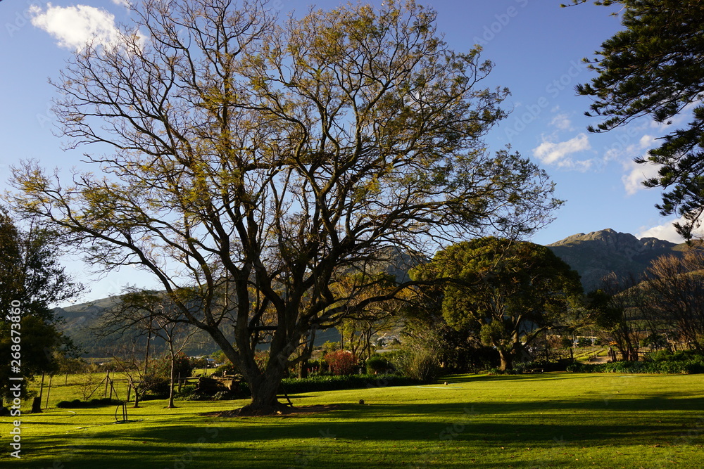 Obraz premium schöner Baum