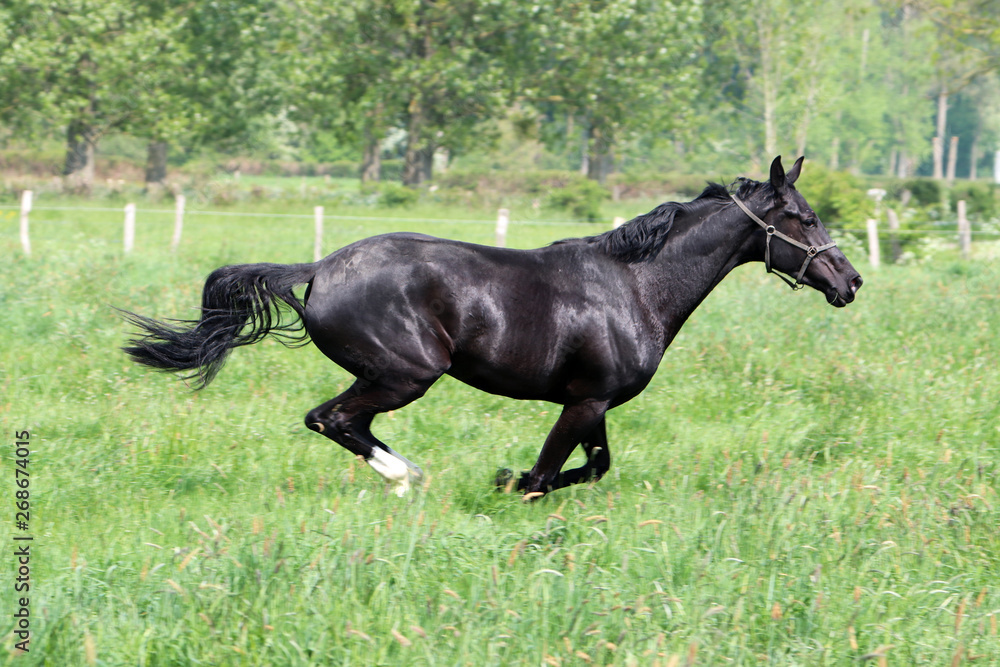 Un cheval noir galope