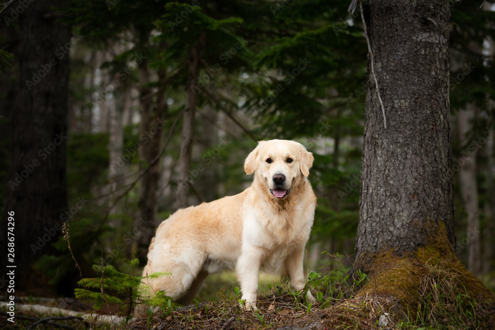 Beautiful and free dog breed golden retriever sitting outdoors in the green forest at sunset in spring Beautiful and free dog breed golden retriever sitting outdoors in the green forest at sunset in spring