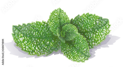 Vector drawn fresh mint leaves isolated on white background. Sprig of peppermint, summer green delishes. Fragrant-mint smell, mint-flavored tasty, realistic style, hand-drawn. Lies with a shadow