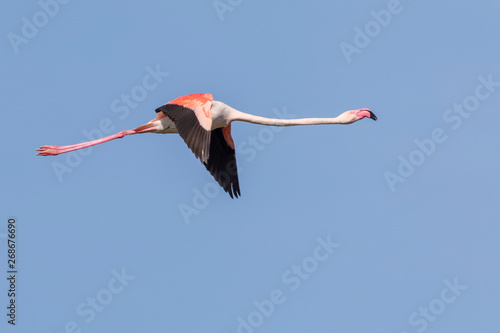 Greater flamingo, Phoenicopterus roseus, flying in Camargue, France