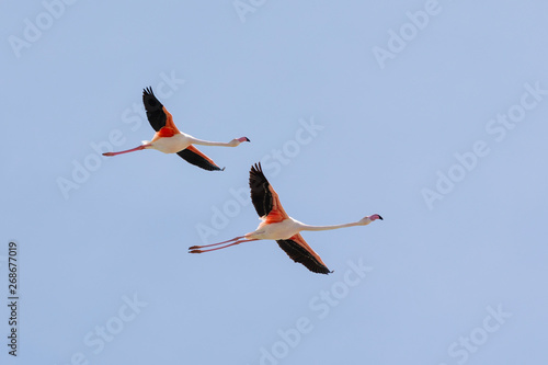 Two Greater flamingos, Phoenicopterus roseus, flying in Camargue, France