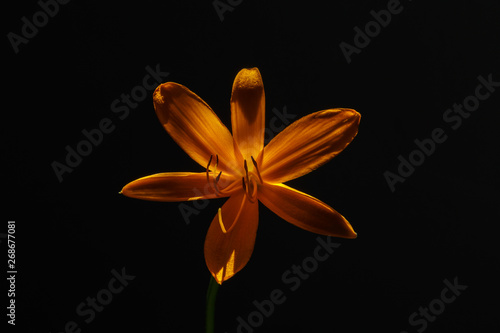 Beautiful yellow flower close-up on a dark background.