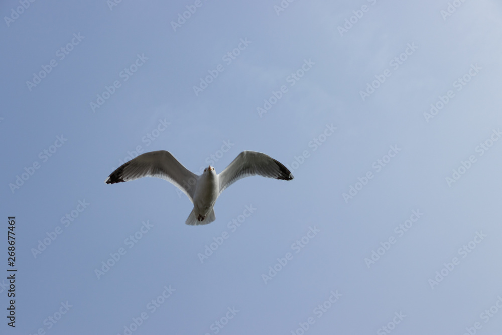 Bird flying. Seagull caught in flight close-up Bird flying. Seagull caught in flight close-up