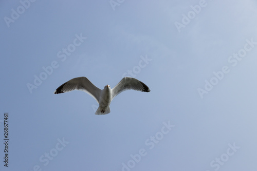 Bird flying. Seagull caught in flight close-up