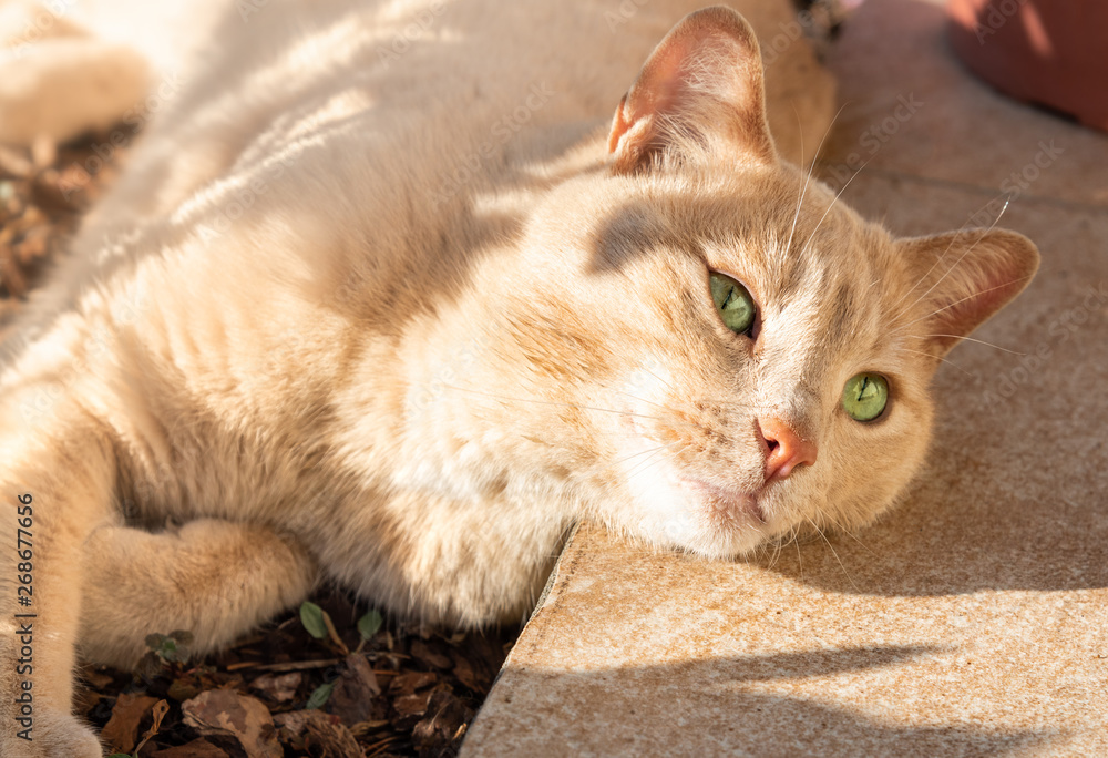Fototapeta premium Red Cat with green eyes lying on the ground.