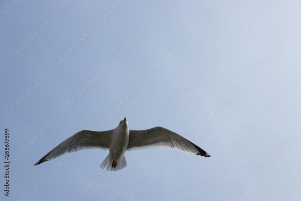 Bird flying. Seagull caught in flight close-up Bird flying. Seagull caught in flight close-up