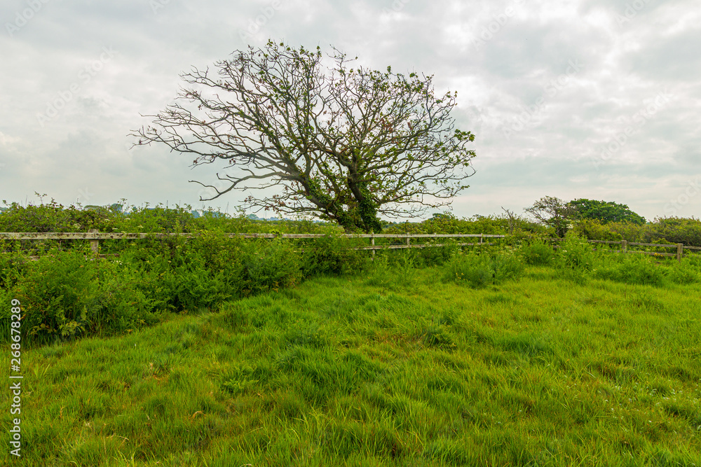 A view of a blossom tree with grass and green vegetation under a white cloudy sky