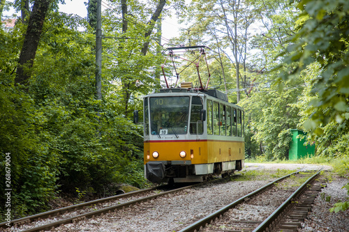 Train travels through thick green forest