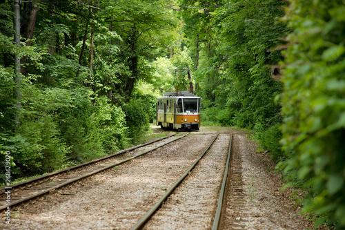 Train travels through thick green forest