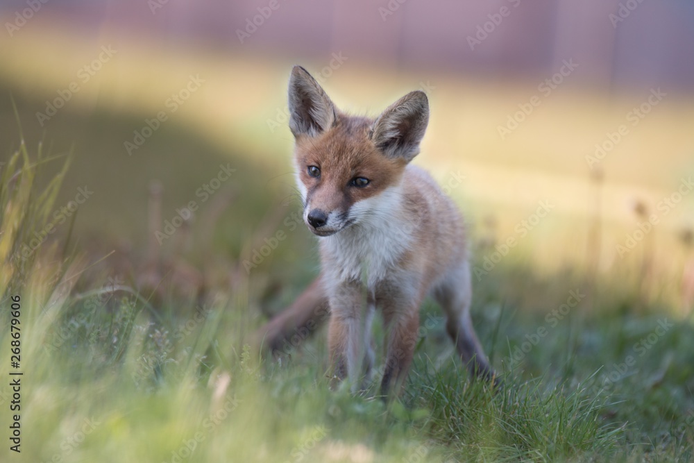 Fototapeta premium Fuchswelpe stehend