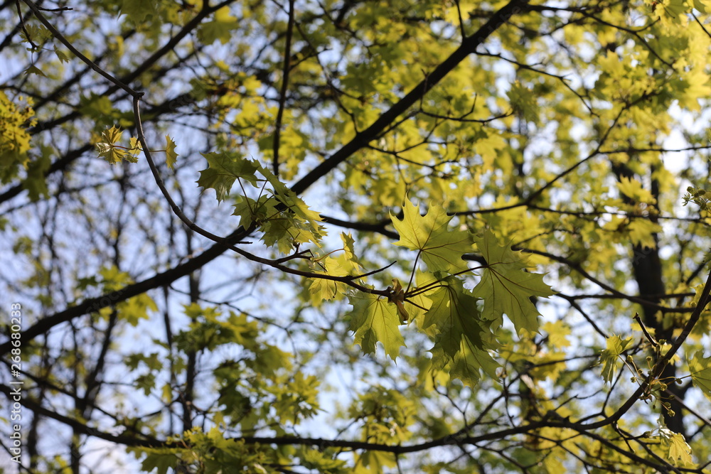 maple leaves of a tree in spring maple leaves of a tree in spring
