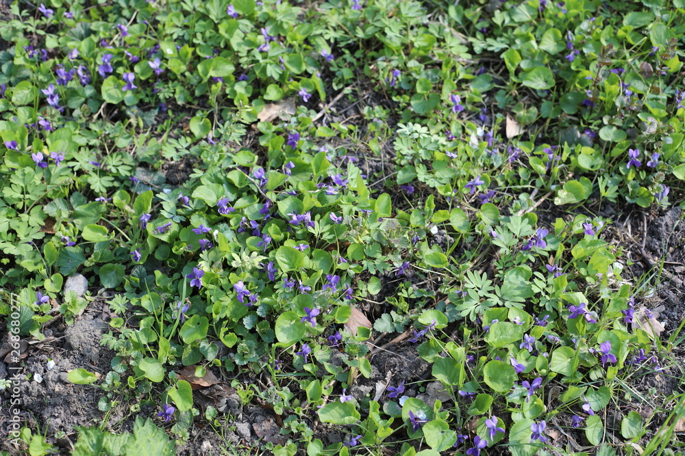 flowers in the garden flowers in the garden